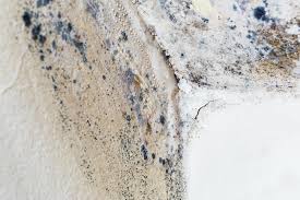 Why You Should Choose Our Mold Remediation Services in Syosset, NY